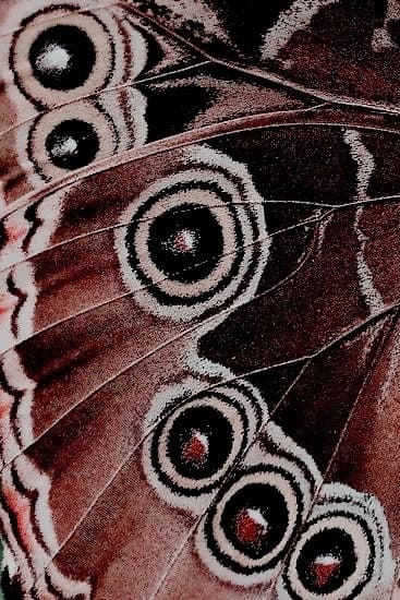 Close detail of a butterfly wing